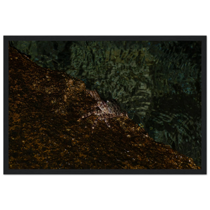 The Crab – crab on the seashore nature photography photo print in a wooden frame