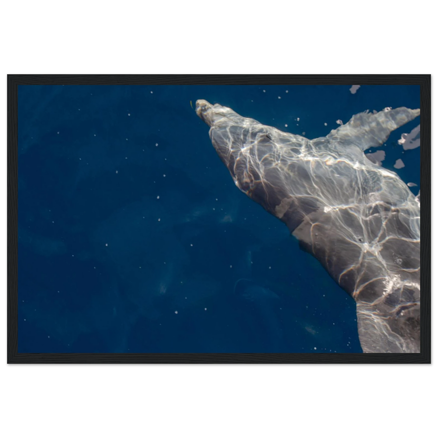 Wooden framed wall art featuring a close-up of a Dolphin swimming under the surface of crystal clear blue sea water