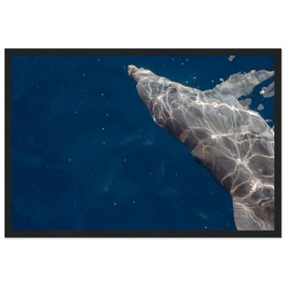 Wooden framed wall art featuring a close-up of a Dolphin swimming under the surface of crystal clear blue sea water