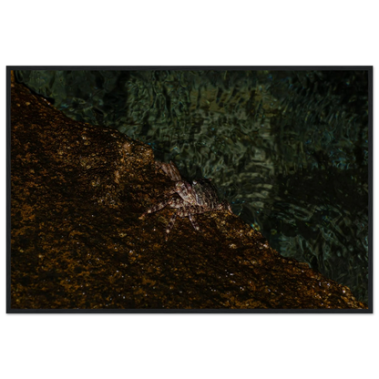 The Crab – crab on the seashore nature photography photo print in a wooden frame