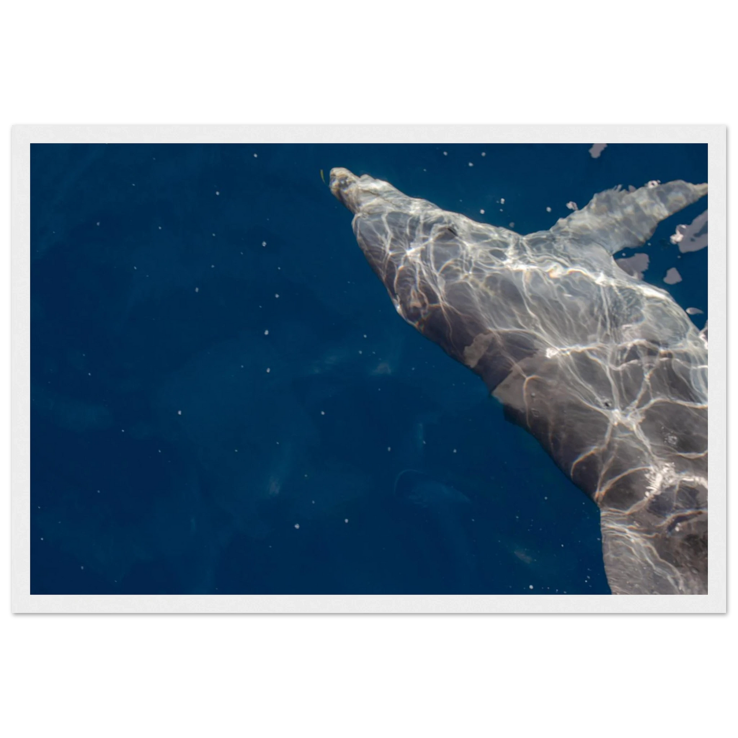 Wooden framed wall art featuring a close-up of a Dolphin swimming under the surface of crystal clear blue sea water