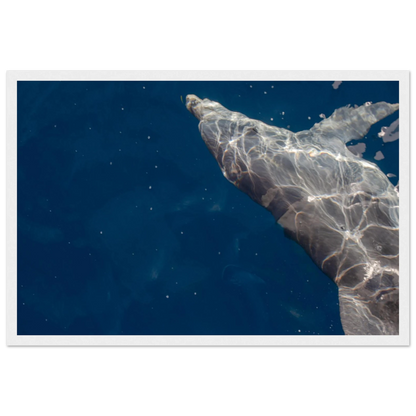 Wooden framed wall art featuring a close-up of a Dolphin swimming under the surface of crystal clear blue sea water
