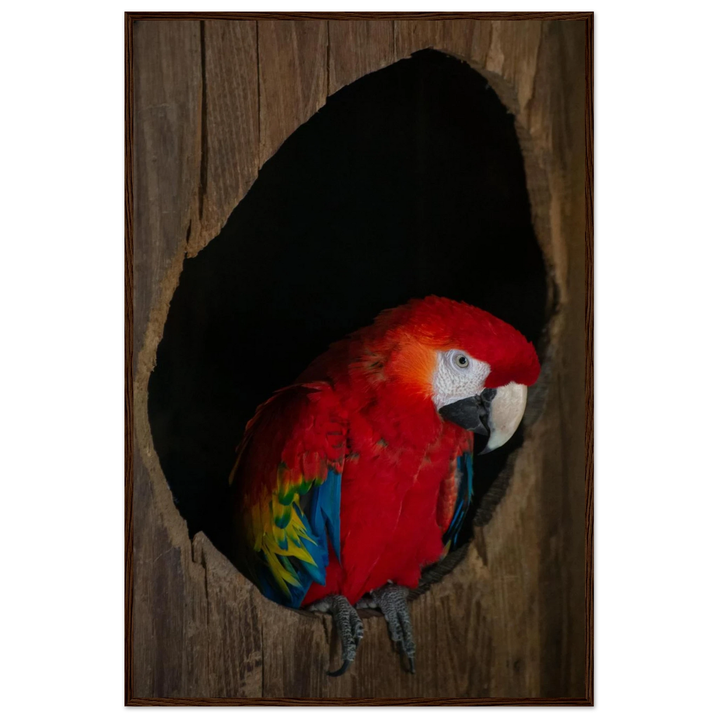 Wooden framed wall art featuring a close-up of a red, blue, and yellow Parrot in a dark wooden nest hole