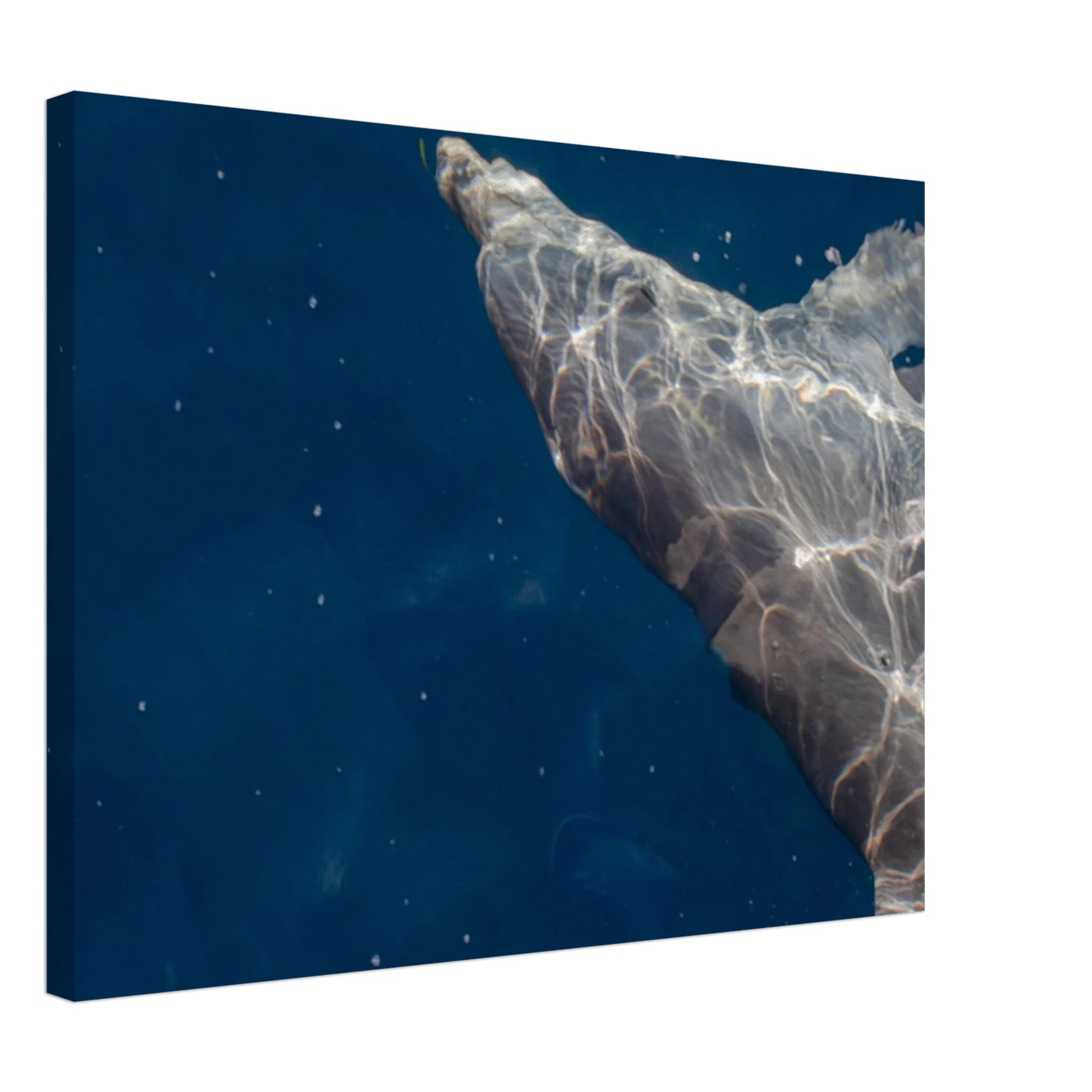Canvas print wall art featuring a close-up of a Dolphin swimming under the surface of crystal clear blue sea water