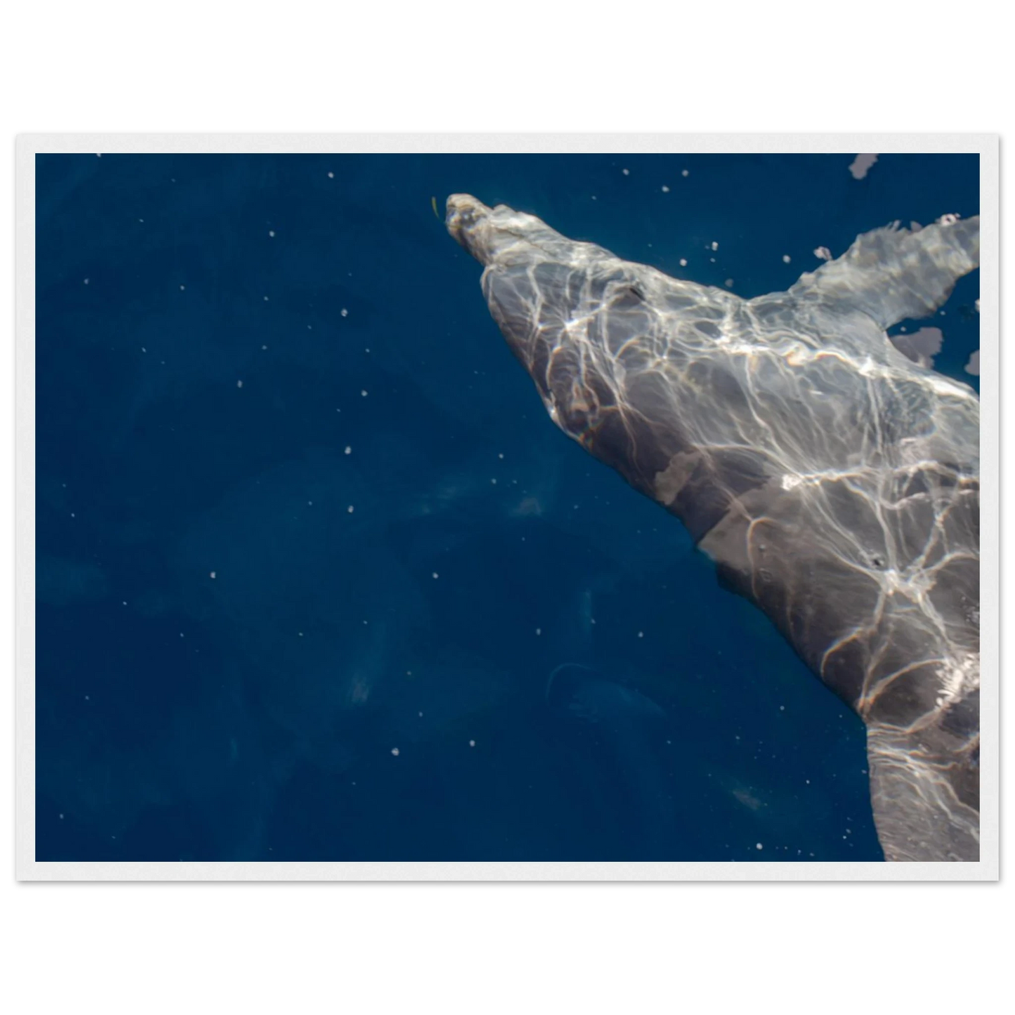 Wooden framed wall art featuring a close-up of a Dolphin swimming under the surface of crystal clear blue sea water