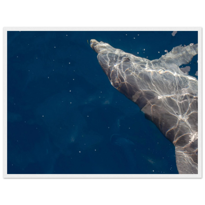 Wooden framed wall art featuring a close-up of a Dolphin swimming under the surface of crystal clear blue sea water