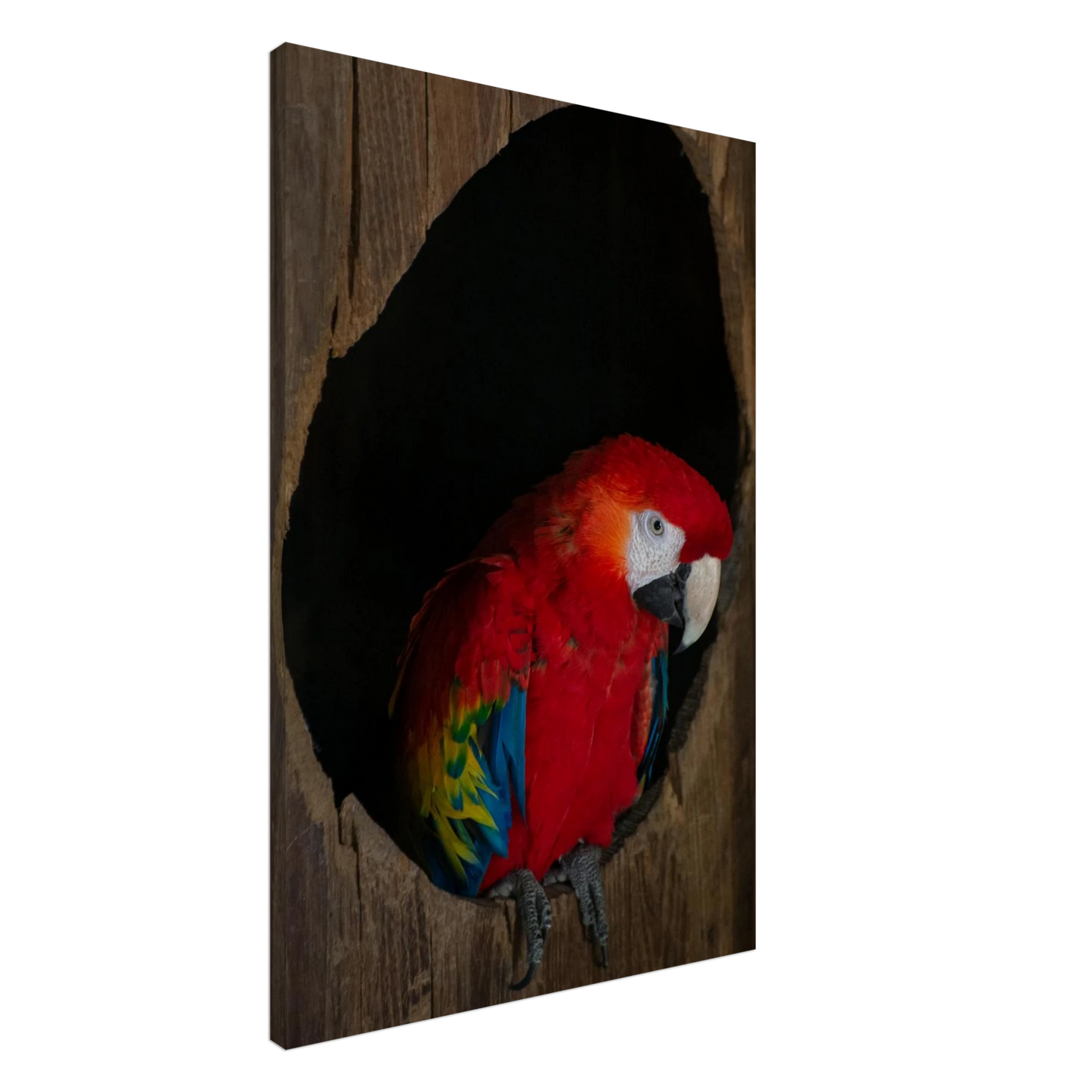 Canvas Print wall art featuring a close-up of a red, blue, and yellow Parrot in a dark wooden nest hole