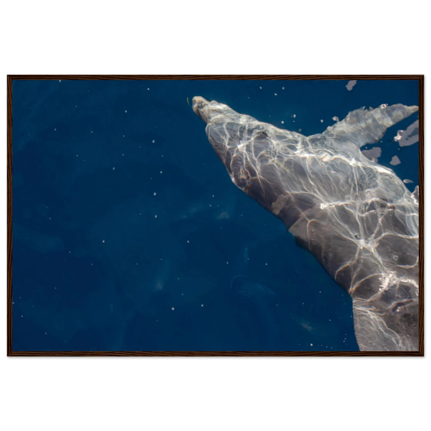 Wooden framed wall art featuring a close-up of a Dolphin swimming under the surface of crystal clear blue sea water