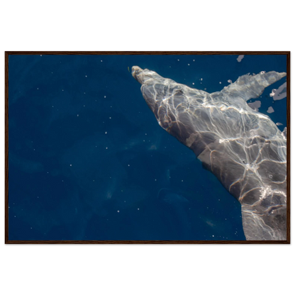 Wooden framed wall art featuring a close-up of a Dolphin swimming under the surface of crystal clear blue sea water