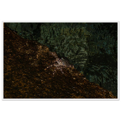 The Crab – crab on the seashore nature photography photo print in a wooden frame