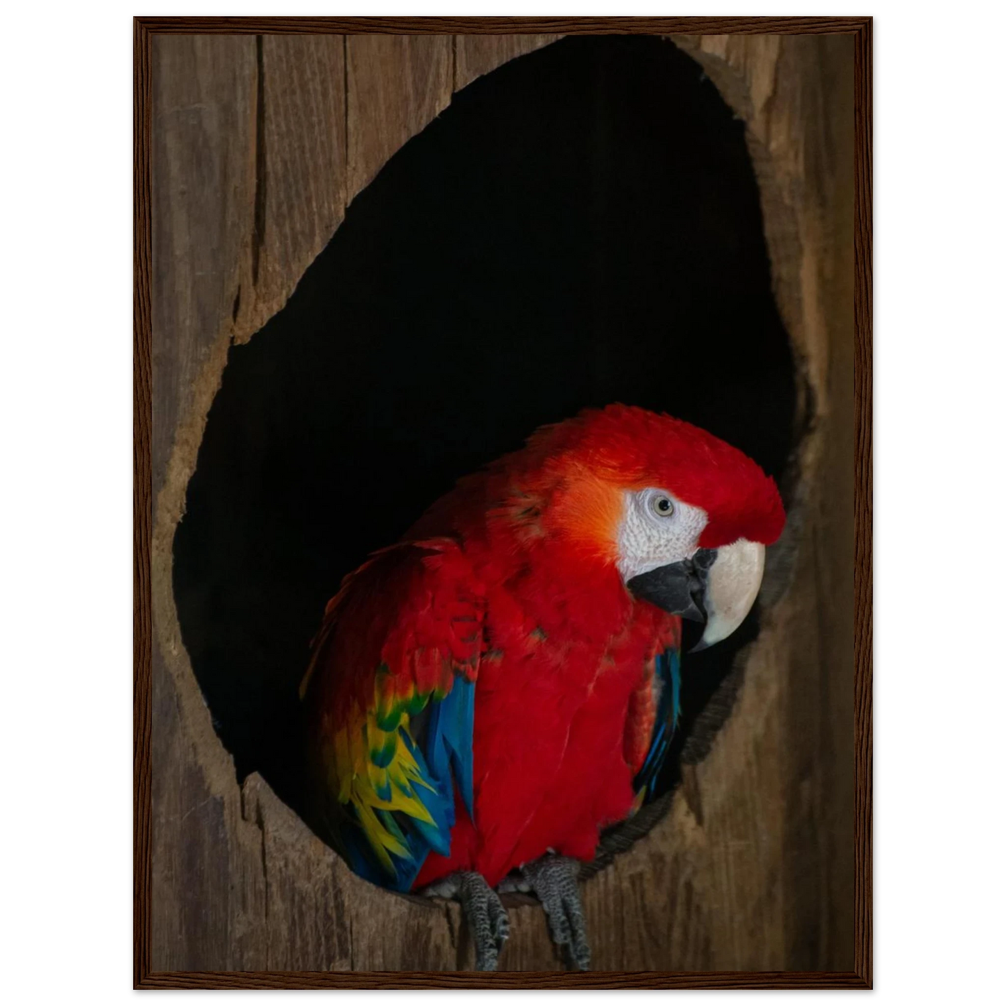 Wooden framed wall art featuring a close-up of a red, blue, and yellow Parrot in a dark wooden nest hole