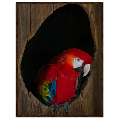 Wooden framed wall art featuring a close-up of a red, blue, and yellow Parrot in a dark wooden nest hole