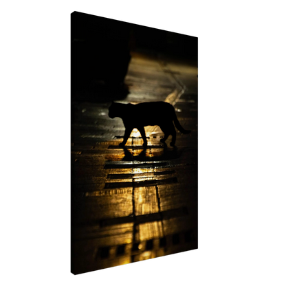The Mysterious Cat – cat on a night street photography canvas print