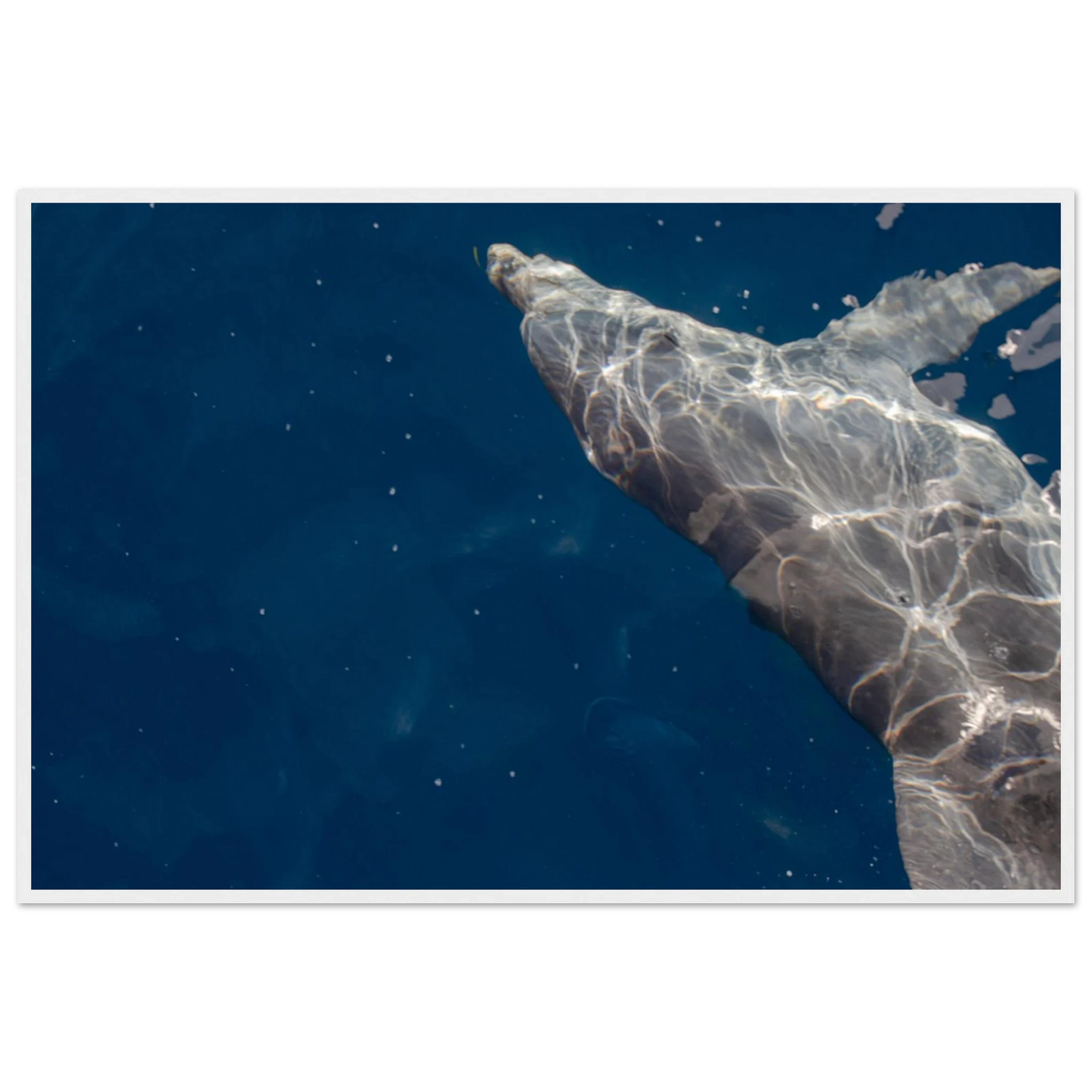 Wooden framed wall art featuring a close-up of a Dolphin swimming under the surface of crystal clear blue sea water