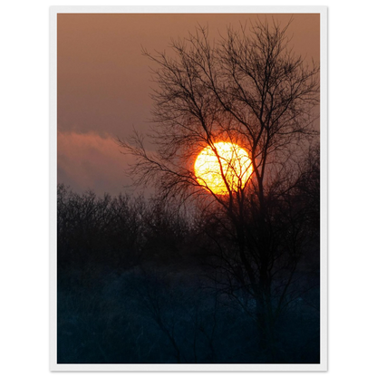 Yellow Crown – sunset behind trees nature photography photo print in a wooden frame