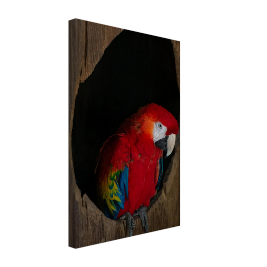 Canvas Print wall art featuring a close-up of a red, blue, and yellow Parrot in a dark wooden nest hole
